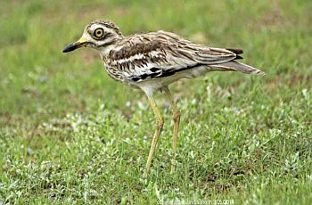 thick knee